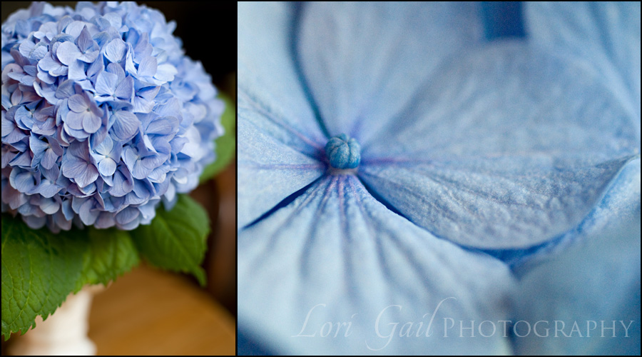 hydrangea detail